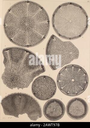 Atlas der Diatomaceten-Kunde . eiden und zu Aulacodiscus gezogen werden); helles Ex., welches den Unterschied dieser Art von A. Thumii évident machen wid, der durchAbbildung eines sehr grossen A. Thumii noch mehr ins Licht gestt werden soll. 5. Mejillones, Bolivie (Witt), nach Grunows U. meiner Ansicht sp. N. U. nicht, wie Witt Wwle Wera, mit A. formosus zu vereinigen. 6 Yokohama (Witt), nach Grunow A. oreganus F. sparsius punctata. Die undurchsichtige Schalenschicht, welche bei durchscheinendemLichte schwärzlich aussieht, scheint sich bei dieser Art in Säuren leicht aufzulösen. Einzelne fcx. Si Banque D'Images