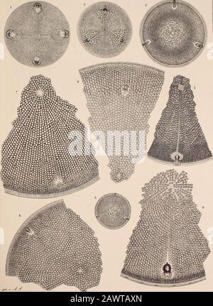 Atlas der Diatomaceten-Kunde . diesaller Kritik Hohn sprechende Chaos demnächst etwas Lieht zu bringen. DAS nächste Heft wirdden echten A. margaritaceus und daneben eine Reihe hochinteressanter ihm nahestehender Formendarstellen, durch welche uns neue zur Sichtung dieser confusen masse führende Gesichtspunkteanschulich werden.lieber die Pänäuerbergen. 6. Hat kleine vomRande weit entfernte Processe; die Zellchen bilden ein Masohennetz; /.u beiden Seiten der Processe wendensie sich auffallend von denselben schräg ab; Main abgewölbt, sp. N. 7. Banque D'Images