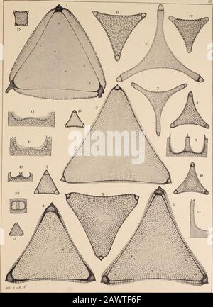 Atlas Der Diatomaceen-Kunde . , obgleich ohne [mmersion immer nur eins zu sehen war.Leider ist diese Tafel zu mat gedrruckt, était assionders denen störend sein mag, welchegeistiges Eigenthum Anderer durch Nachdruck stehlen. 2. Tin, Ty. Wittii A. S. vergl. DAS z. T. 9ö, 1 Gesagte.3.4.5. Tin, Ty. Regina Heiberg. 6—10. Tin. Excavala Heiberg. 11—14. Simbirsk (Weissn1.), Trin. Pileolus Grunow (Ehrenbg.) Witt möchte diese Formen mit 8. Triceratiam nobile verbinden; aber wir haben es hier mit einer entschieden ausgeprägten Trinacria zu thun. 15. Simbirsk, fraglich ; nach Witt 4eckige Form s.tr Banque D'Images