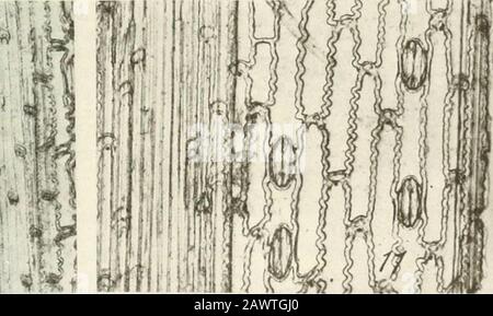 Magazine de pâtes et papiers du Canada . erse row. Les thetwo adjacents, les cellules de garde, sont minces, et ont une fente entre eux qui s'ouvre et se ferme inlifaccoi-ding à des conditions physiologiques. Les cellules wocells externes ar(^ les cellules accessoi-y. Les relations sont mieux dédtenu en examinant une section transver.se (figure Ki). Épiderme de la tige. L'épiderme de la tige de la feuille présente des féoses fondamentales semblables à celles de la descendance. Ils sont cependant suffisamment différents en détails a.** pour exiger un examen séparé.(figures 7-10). il est i&gt;ratiquement impo.ssible de s'adapter à un si Banque D'Images