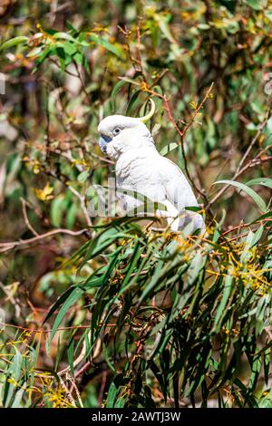 Cacatua galerita, un cacatoès australien à crête de soufre, assis dans un arbre à gommes Banque D'Images