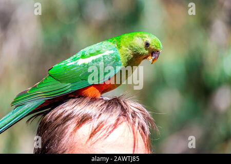 Une femelle australienne du roi Parrot est assise sur la tête d'un homme au Kennet Park le long de la Great Ocean Road, Victoria, Australie. Banque D'Images