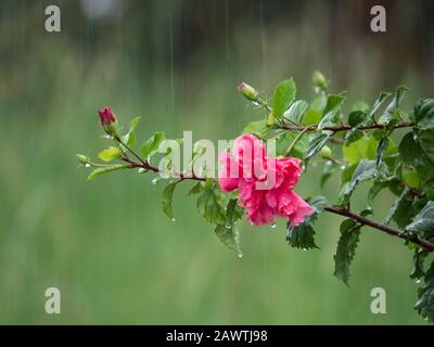 Pluie tombant, Hibiscus rosa sinensis plante double rose fleurs, bourgeons, feuilles vertes, dragées, chargé de gouttes de pluie dans la forte pluie Banque D'Images