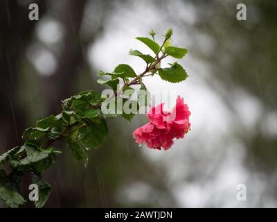 Pluie tombant, fleurs d'hibiscus rose double dans la pluie Banque D'Images