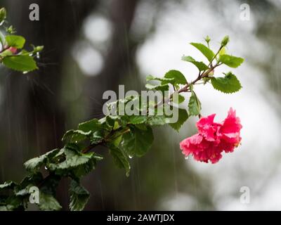 Gouttes de pluie tombant, Double rose Hibiscus rosa sinensis fleurs sous la pluie un jour humide, l'eau de pluie rebondissant sur les feuilles dans un spray Banque D'Images