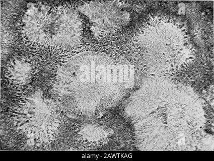 Les essentiels de la bactériologie ; être une introduction concise et systématique à l'étude des bactéries et des microörganismes alliés . déduire les lésions caractéristiques. Il a été découvert dans tous les pays et dans divers organes du corps, bien que son lieu d'élection soit sur la mâchoire inférieure, où tend à former des abcès durs et ulcérants, affectant d'autres organes de façon secondaire. Forme.—Dans les masses granulaires d'un abcès cylindrique fila-ments sont matées ensemble, et rayonnant vers l'extérieur de la thiszone sont des branches en forme de club, comme les pétales d'un aster.(Voir Fig. 113.) Au centre du granulé sont engourdies Banque D'Images