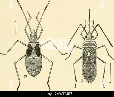 Insectes nuisibles de la ferme, du jardin et du verger. Bug (Neznra hilaris): A, adulte; b, beak; c, œufs.d, fin de l'oeuf plus élargie; e, jeune nymphe; /, dernier stade de nymphe.(Après Chittenden, U. S. Dept. Agr.) Parmi ceux-Ci sont les soi-disant citrouilles-bugs ou de la stink-bugs, dont une grande espèce verte f est le plus souvent préjudiciable, tandis que les bestioles plantées de feuilles noires, J qui sont plus abun-chant sur les cucurbes, font des blessures similaires. * Voir A. W. Morrill, insectes végétaux Préjudiciables aux Péages de coton. Bulletin 88Bureau de l'entomologie, U. S. Dept. Agr. T Nezara hilaris Dire. Famille Pentatomidw.J Leptoglossus opposituus Dire. F Banque D'Images