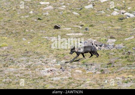 Loup tibétain, Canis lupus filchneri, Ladakh, Inde Banque D'Images