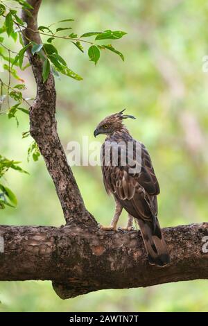 Eagle à faucon changeable ou aigle à faucon, Nisaetus cirrhotus, Tadoba, Maharashtra, inde, Banque D'Images