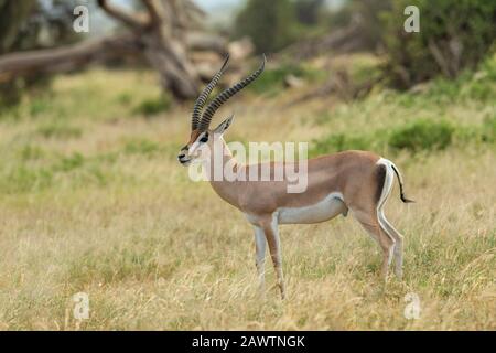 Gazelle de Grant, Nanger granti, syn. Gazella granti, Afrique Banque D'Images