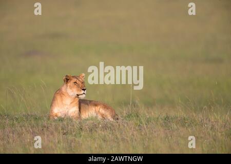 Lioness, Panthera Leo, Masaimara, Afrique Banque D'Images