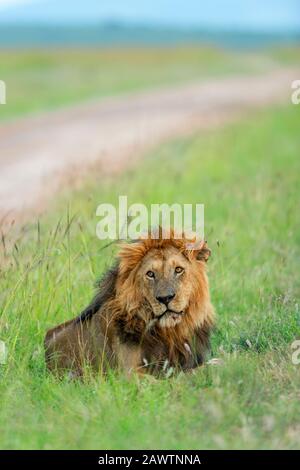 Lion masculin assis à côté de la piste de safari à Masaimara, Kenya, Afrique Banque D'Images