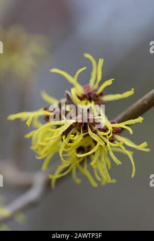 Les fleurs de Hamamelis × intermedia 'Westerstede' se ferment. Banque D'Images