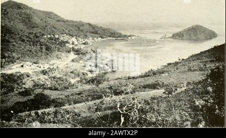 Collections diverses Smithsonian . Bull Mus. Compt. Zool., vol. 63, juin 1919, p. 22 (près de Boruca, Costa Rica). Semblable à isthmicus mais plus sombre en dessous, avec le striaking heavierand plus certainement vert. 32 SMITHSONIAN DIVERSES COLLECTIONS VOL. 121 Chiriqui occidental (David, El Volcan) à la vallée de Terraba, au sud-ouest du Costa Rica. Sporophila NIGRICOLLIS NIGRICOLLIS (Vieillot): Seedeater à ventre jaune Pyrrhula nigricollis Vieillot, Tabl. Encycl. Méth., Orn., livr. 93, juillet 1823, p. 1027 (Brésil). Eugene Eisenmann a enregistré cette espèce près de Restinga le 24 juin 1948, et l'a signalée comme c Banque D'Images