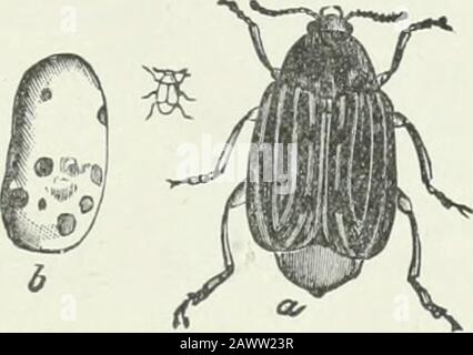 Entomologie économique pour les agriculteurs et les producteurs de fruits : et à utiliser comme un livre de texte dans les écoles et les collèges agricoles . agrandi ; b, un haricot niesLED. Forme des marquages variablement évidents sur les couvertures d'aile. Les coléoptères sont souvent trouvés i^i graines séchées de légumineuses, — pois, haricots, lentilles, ou similaires, — et aresomeTimes gravement dommageable dans le produit stocké, réduisant ou détruisant la puissance germinante. Les coléoptères se comeout normalement au printemps, et après avoir apparié les femelles pondent leurs œufs dans les jeunes gousses des plantes qui les ont affectées.Les larae travaillent leur chemin dans la graine formant A Banque D'Images