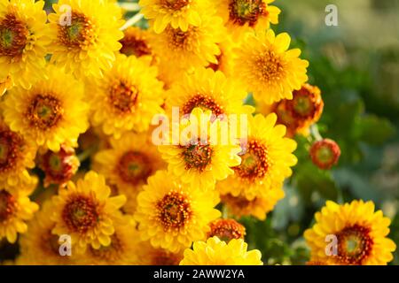 Chrysanthèmes rouges fleuris dans le jardin d'automne.chrysanthèmes Frais et lumineux. Concept horizontal fleurs orange. Banque D'Images