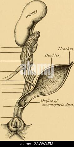 Les maladies des femmes : un manuel pour les étudiants et les praticiens . th, mais les individus auxquels le terme hermaphrodite est habituellement appliqué sont ceux dans lesquels il y a un dégel défectueux des organes génitaux externes et les sexualpersonnages secondaires ressemblent à ceux de la femme. Pour ce qui est de la famille humaine, les individus présentant des organes génitaux ex-éternels mal formés devraient être appelés pseudo-hermaphrodites.Avant de décrire les principales caractéristiques de la thiscondition, il sera nécessaire de revoir brièvement les principales MALFORMATIONS DES ORGANES REPRODUCTEURS. 51 faits qui ont été établis dans reg Banque D'Images