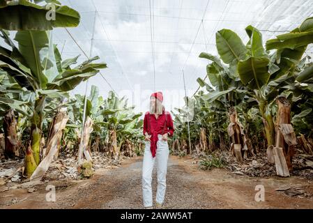 Femme en tant que touriste ou agriculteur vêtu de façon décontractée en rouge et blanc marchant entre les rangées de bananes de la plantation. Concept d'un tourisme vert ou de la culture de fruits exotiques Banque D'Images