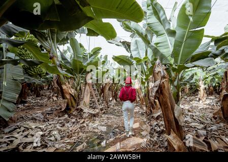 Femme en tant que touriste ou agriculteur vêtu de façon décontractée en rouge et blanc marchant entre les rangées de bananes de la plantation. Concept d'un tourisme vert ou de la culture de fruits exotiques Banque D'Images