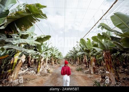 Femme en tant que touriste ou agriculteur vêtu de façon décontractée en rouge et blanc marchant entre les rangées de bananes de la plantation. Concept d'un tourisme vert ou de la culture de fruits exotiques Banque D'Images