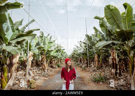 Femme en tant que touriste ou agriculteur vêtu de façon décontractée en rouge et blanc marchant entre les rangées de bananes de la plantation. Concept d'un tourisme vert ou de la culture de fruits exotiques Banque D'Images