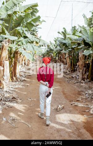 Femme en tant que touriste ou fermier vêtu de façon décontractée en rouge et blanc marchant entre les rangées de bananes à la plantation, vue de l'arrière. Concept d'un tourisme vert ou de la culture de fruits exotiques Banque D'Images
