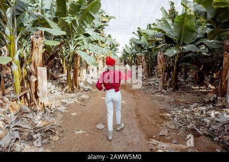 Femme en tant que touriste ou agriculteur vêtu de façon décontractée en rouge et blanc marchant entre les rangées de bananes de la plantation. Concept d'un tourisme vert ou de la culture de fruits exotiques Banque D'Images