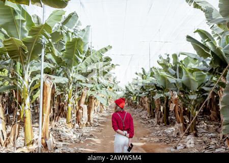 Femme en tant que touriste ou fermier vêtu de façon décontractée en rouge et blanc marchant entre les rangées de bananes à la plantation, vue de l'arrière. Concept d'un tourisme vert ou de la culture de fruits exotiques Banque D'Images
