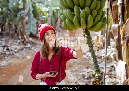 Femme en tant que touriste ou fermier vêtu de rouge et blanc explorant les branches de banane à la plantation. Concept d'un tourisme vert ou de la culture de fruits exotiques Banque D'Images