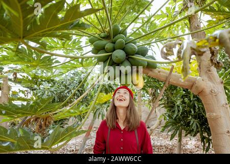 Portrait d'une jeune femme gaie se tenant sous l'arbre de papaye avec une grande bande de fruits papayas Banque D'Images