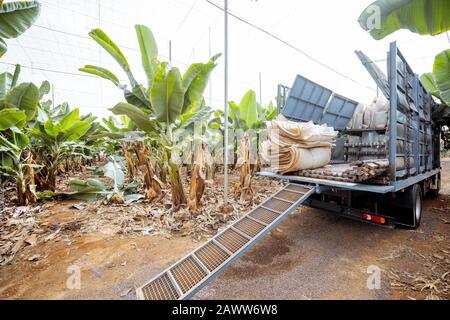 Les travailleurs livrant des bananiers coupés enveloppés dans un film protecteur au camion, récoltant sur la plantation Banque D'Images