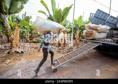 Les travailleurs livrant des bananiers coupés enveloppés dans un film protecteur au camion, récoltant sur la plantation Banque D'Images