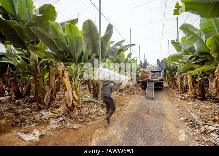 Les travailleurs livrant des bananiers coupés enveloppés dans un film protecteur au camion, récoltant sur la plantation Banque D'Images