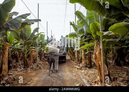 Les travailleurs livrant des bananiers coupés enveloppés dans un film protecteur au camion, récoltant sur la plantation Banque D'Images