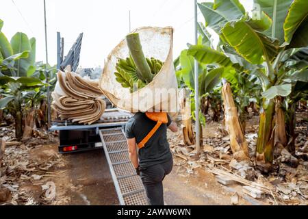 Les travailleurs livrant des bananiers coupés enveloppés dans un film protecteur au camion, récoltant sur la plantation Banque D'Images