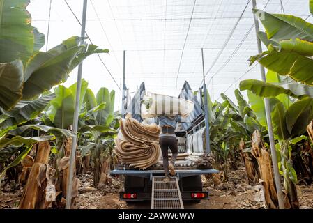 Les travailleurs livrant des bananiers coupés enveloppés dans un film protecteur au camion, récoltant sur la plantation Banque D'Images