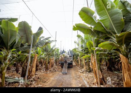 Les travailleurs livrant des bananiers coupés enveloppés dans un film protecteur au camion, récoltant sur la plantation Banque D'Images