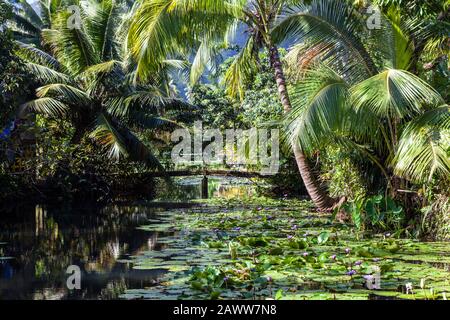 Étang de Lily près de Tehaupoo, Tahiti, Polynésie française Banque D'Images