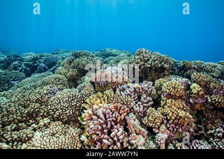 Corail Sauvage Immaculé, Fakarava, Tuamotu Archipel, Polynésie Française Banque D'Images