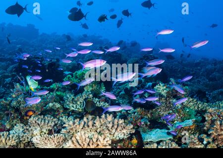 Shoal Of Purple Queen Anthias, Pseudanthias Pascalus, Kauehi, Tuamotu Archipel, Polynésie Française Banque D'Images