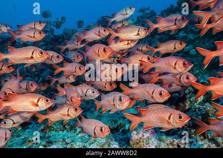 Shoal Of Blotcheye Soldierfish, Myripristis Berndti, Fakarava, Tuamotu Archipel, Polynésie Française Banque D'Images