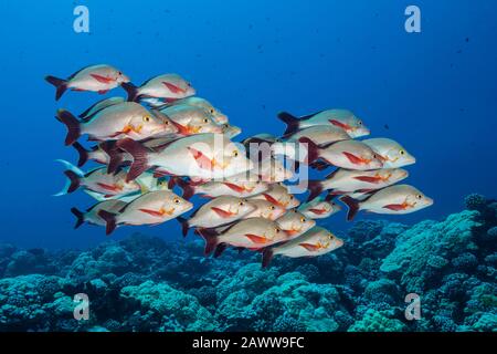 Shoal Of Humpback Snapper, Lutjanus Gibbus, Fakarava, Tuamotu Archipel, Polynésie Française Banque D'Images