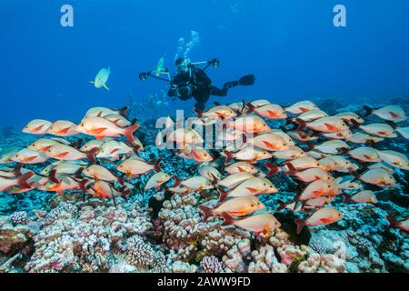 Shoal Of Humpback Snapper, Lutjanus Gibbus, Fakarava, Tuamotu Archipel, Polynésie Française Banque D'Images