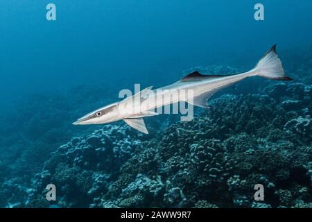 Suckerfish, Echeneis Naucrates, Fakarava, Tuamotu Archipel, Polynésie Française Banque D'Images