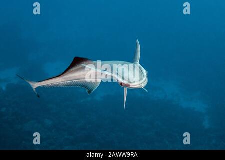 Suckerfish, Echeneis Naucrates, Fakarava, Tuamotu Archipel, Polynésie Française Banque D'Images