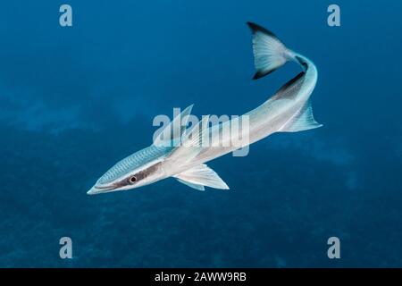 Suckerfish, Echeneis Naucrates, Fakarava, Tuamotu Archipel, Polynésie Française Banque D'Images