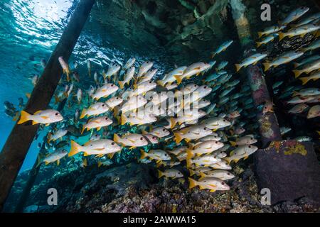 Shoal de Snapper À Un point sous Jetty, Lutjanus monostigma, Fakarava, Tuamotu Archipel, Polynésie française Banque D'Images