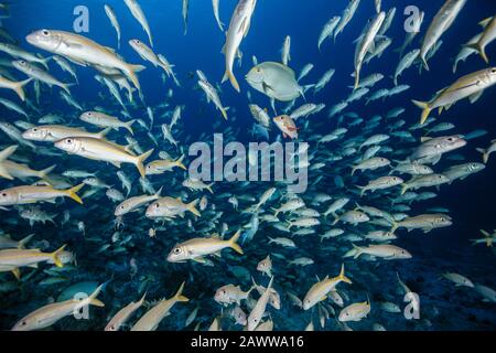 Shoal Of Yellowfin Goatfish, Mulloïdichthy Vanicolensis, Fakarava, Tuamotu Archipel, Polynésie Française Banque D'Images