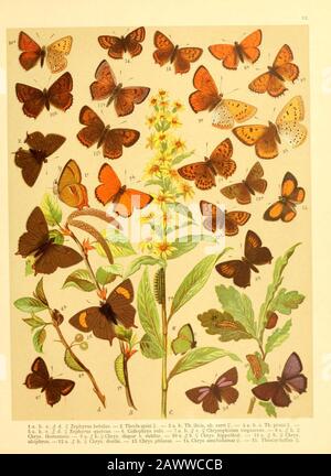 Fr. Berge's Schmetterlingsbuch nach dem gegenwärtigen Stande der Lepidopterologie neu bearb. Und hrsg. Von Professor Dr. H. Rebel (plate 13) Banque D'Images