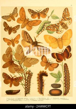 Fr. Berge's Schmetterlingsbuch nach dem gegenwärtigen Stande der Lepidopterologie neu bearb. Und hrsg. Von Professor Dr. H. Rebel (plate 26) Banque D'Images